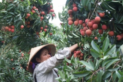 Vải thiều tươi ngon 11 tháng nhờ công nghệ CAS