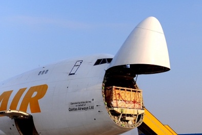 Vinamilk tiếp tục nhập bò sữa mang thai cao sản từ Úc về Việt Nam