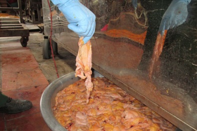 Chà bông càng rẻ càng độc