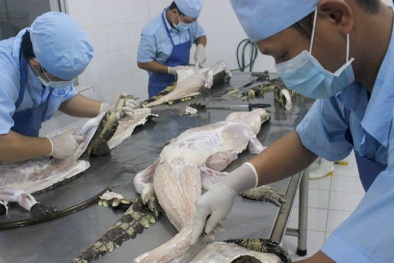 Thương lái Trung Quốc lại gom mua cá sấu