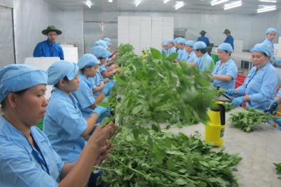 Cảnh cáo rau quả Việt Nam nhiễm khuẩn: Quýt làm cam chịu