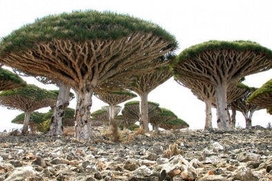 Phát hiện cây nấm khổng lồ 200kg, được trả giá 1 tỷ đồng