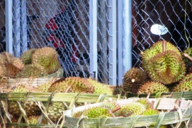 Ồ ạt mua sầu riêng non, thương lái Trung Quốc 'ủ mưu' gì?