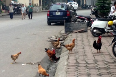 Rộ mốt trồng rau, chăn gà giữa lòng Hà Nội