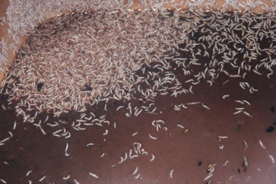 Rùng mình hàng nghìn con dòi trắng bò lúc nhúc trong mắm tôm