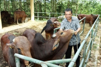 Chương trình “đổi sim lấy bò”: Vietel khẳng định tính minh bạch