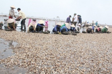 Sự thật việc ngao chết hàng nghìn tấn ở Thái Bình: Nhiều lần xả thải trộm
