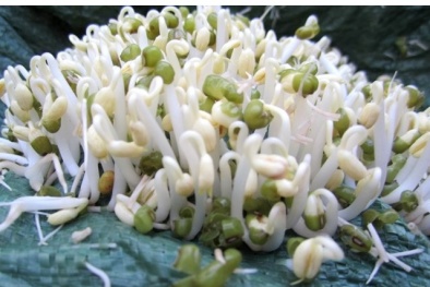 Cách làm giá đỗ sạch tại nhà đơn giản nhất