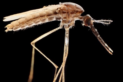 Giải mã cách muỗi chọn 'nạn nhân'