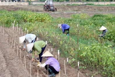Nữ khoa học của người nông dân
