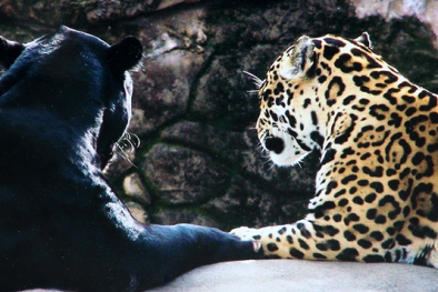 Bị báo dữ tấn công, cậu bé 3 tuổi trọng thương