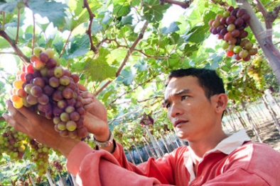 Chỉ dẫn địa lý đảm bảo chất lượng cho nho Ninh Thuận