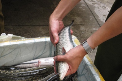 Cá quả Trung Quốc tiêm thuốc mê: Có nguy hại?