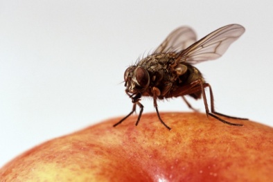Mũi ruồi giấm có thể 'đánh hơi' ma túy và bom 