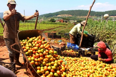 Cà chua giá rẻ mạt, dân đổ ra đường, cho heo ăn