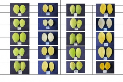 Công nghệ bảo quản CA kéo dài thời gian sử dụng cho nông sản 