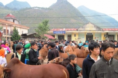 Diễn biến bệnh than xuất hiện trở lại trong những ngày qua