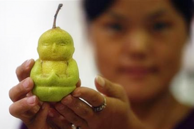 Bí quyết trồng lê hình Đức Phật 