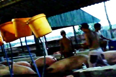 Bơm nước tăng trọng cho heo: Cơ quan chức năng nói gì?