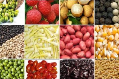 Nông sản Việt xuất ngoại: Chôm chôm... đen thui tại siêu thị Mỹ!