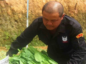 Lãi tiền tỷ từ trồng cải bó xôi