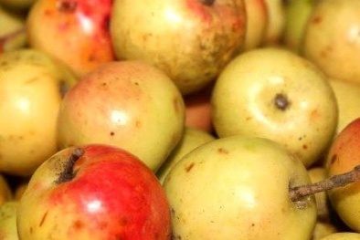 Nhận biết quả táo mèo và quả chay