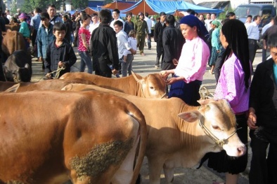 Cảnh báo bệnh than xuất hiện trở lại