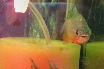 Trung Quốc bày bán cá 'ăn thịt người'