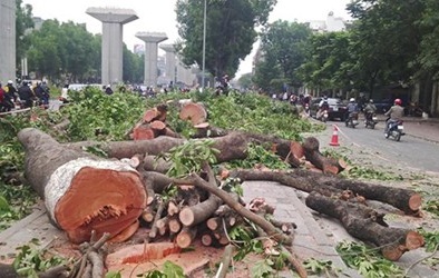 Hà Nội lý giải việc chặt gần 300 cây cổ thụ