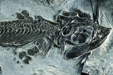 “Quái vật biển” lưỡng cư đầu tiên được tìm thấy