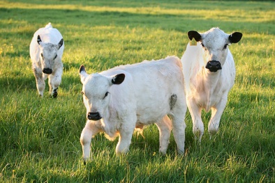 Thiếu sót trong kiểm soát chất lượng thức ăn chăn nuôi tại Anh