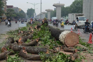 Chặt cây để làm đường: Hà Nội đang sai lầm?