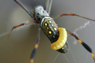 5 loài vật có “siêu năng lực” điều khiển trí não