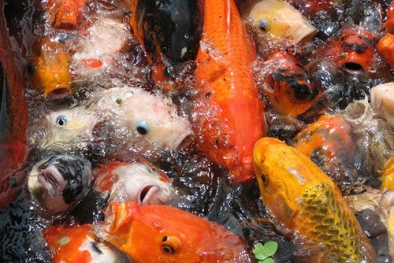 Những điều lưu ý khi đặt bể cá trong nhà