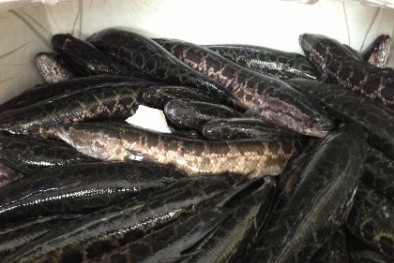 Cá quả Trung Quốc độc chiếm chợ cá lớn nhất Hà Nội