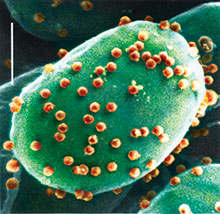 Phát hiện virus mới làm con người suy giảm trí thông minh