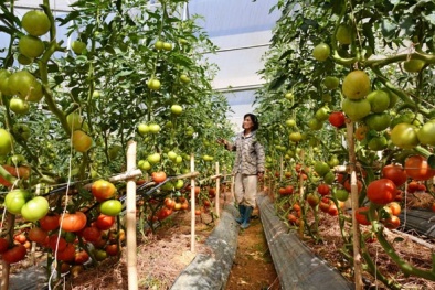 Tháo nút thắt năng suất lao động để tăng trưởng tốt hơn