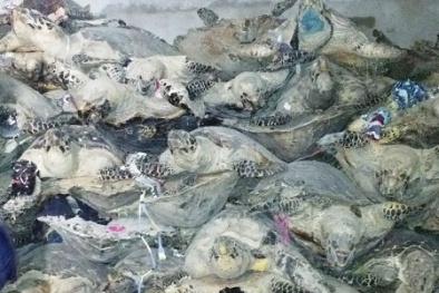 Bộ Công an “đột kích” 2 cơ sở chế tác rùa biển tại Nha Trang