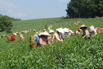 Thông tin thất thiệt về chè Việt Nam nhiễm dioxin: Cần đả thông tư tưởng người tiêu dùng Đài Loan