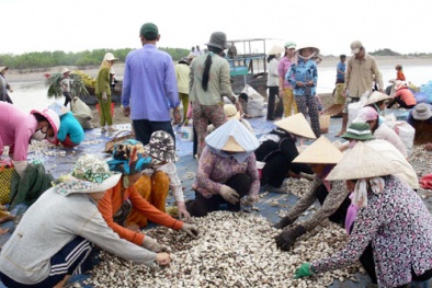 EU cảnh báo chất lượng sản phẩm nhuyễn thể 2 mảnh vỏ