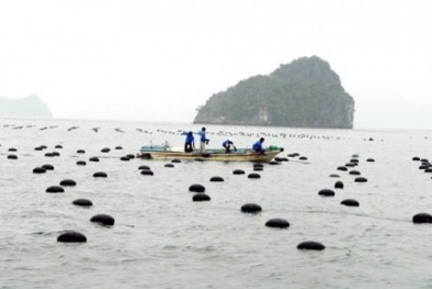 Ứng dụng phụ gia từ đất hiếm làm tăng trọng an toàn trong chăn nuôi