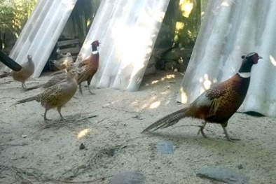 Gà rừng, chim trĩ - làm chơi ăn thật