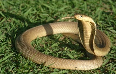 Cách xử trí và sơ cứu hiệu quả khi bị rắn cắn