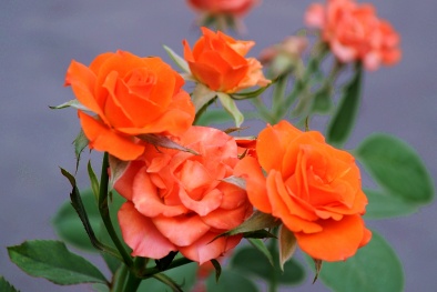 Kỹ thuật trồng hoa hồng tỉ muội 