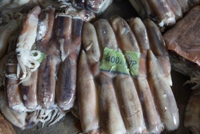 Rùng mình gần tấn mực “nằm” dưới sàn nhà chờ sơ chế