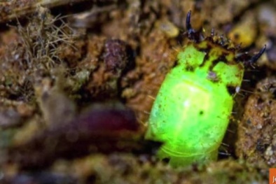 Sinh vật kỳ lạ tự phát sáng để bắt mồi