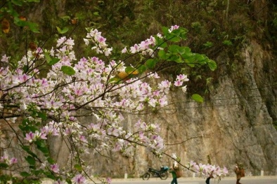 Những mùa hoa đẹp nhất Việt Nam