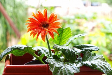 Trồng hoa đồng tiền đón lộc năm mới