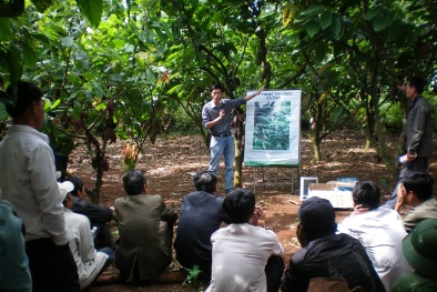 Nâng cao chất lượng kỹ thuật sản xuất ca cao cho các tỉnh phía Nam