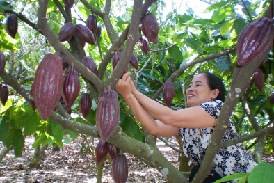 Nâng cao năng suất chất lượng cây ca cao từ nguồn nhân lực